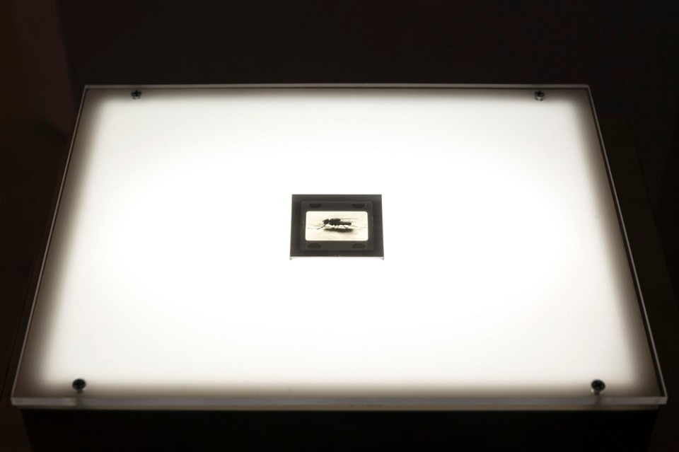 Simone Forti Fly , 1969 Slide film, esposto in On An Iron Post Solo show September 18 - November 22, 2018